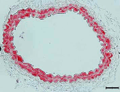 Myosin