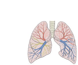 Lungs